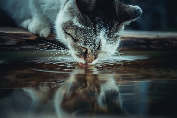 Est-ce que les chats aiment l'eau froide ?