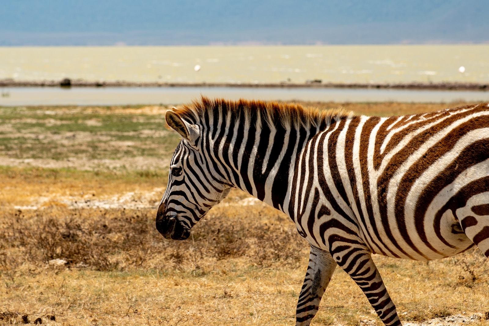 a zebra walking across a dry grass covered field