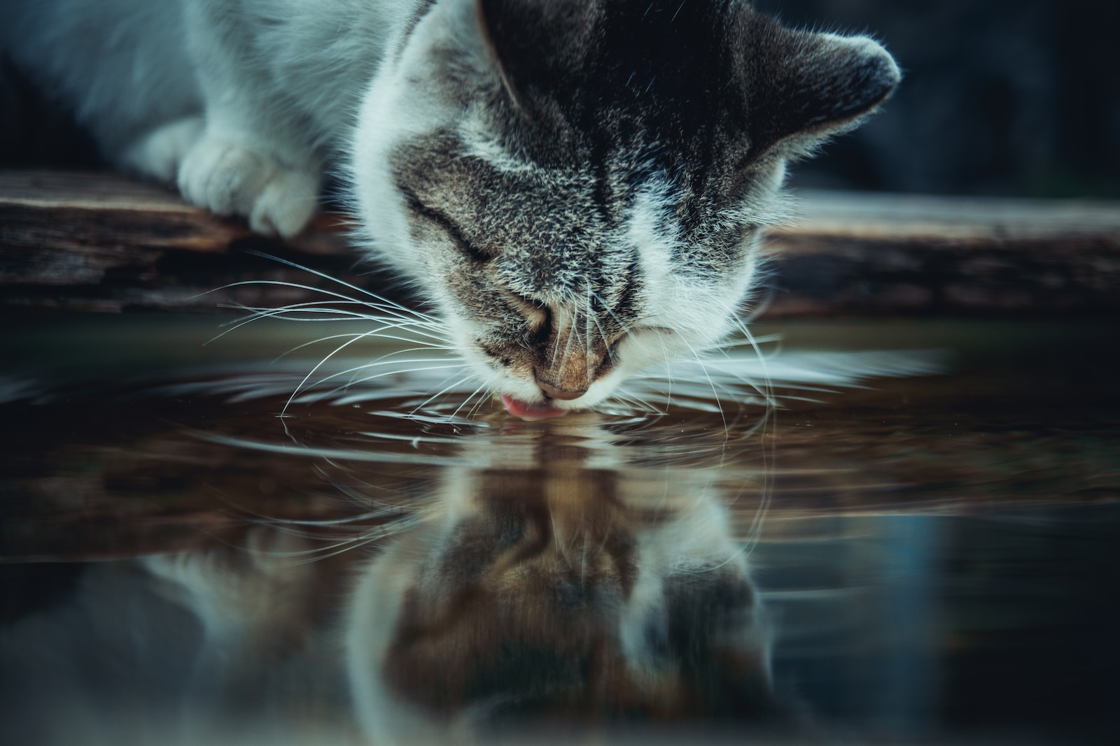Est-ce que les chats aiment l’eau froide ?